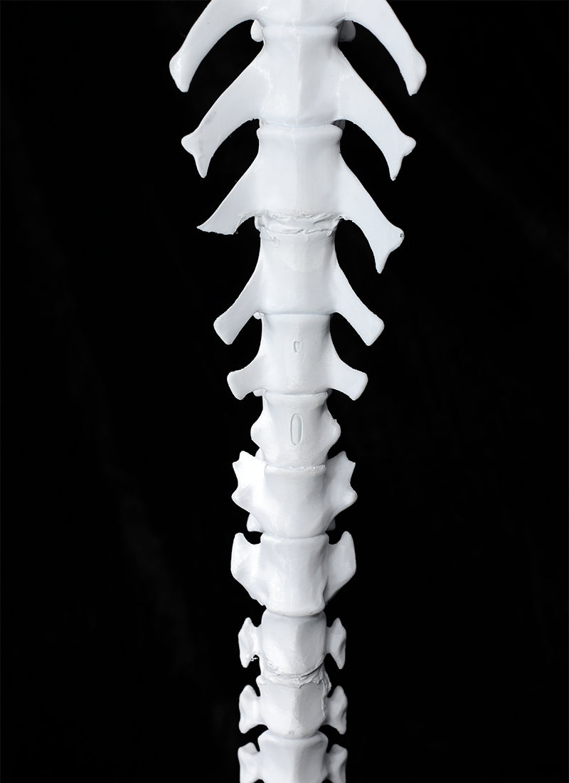 Dao Gui Yi Xian Detachable Spine Sword 3D Printed Unpainted White Prop Kit TD003